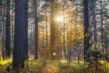 sunset in a wild pine forest, the sun breaks through the tree trunks