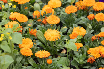 Calendula in full bloom in the plantation