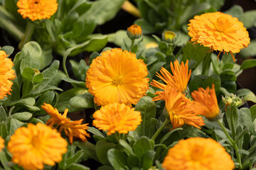 Calendula in full bloom in the plantation