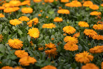 Calendula in full bloom in the plantation