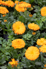 Calendula in full bloom in the plantation