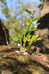 サクラ(桜)/幹から直接生えている葉