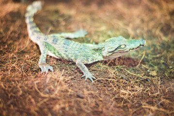 Small crocodile baby as a pet