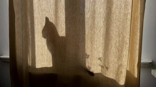 silhouette of a cat behind a curtain lighted by the sun