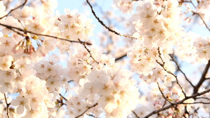満開の桜