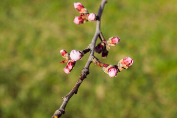 Blooming cherry tree branch 