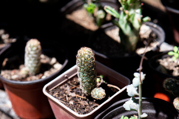 cactus in pot