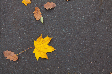 background of fallen leaves on the asphalt