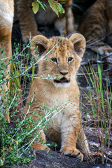 African lion cub in National park of Kenya