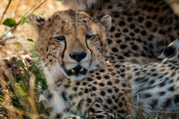 Naklejka na ściany i meble Cheetah in the grass of National park of Kenya