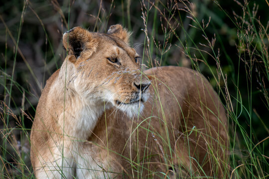 Beautiful Lion in the grass of National park of Kenya