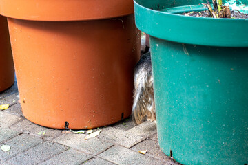 Small 
dog's tail sticking out from between two large flower pots