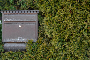 View of metal mailbox and coniferous branches outdoors