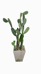 Isolated cactus in the pot on white background