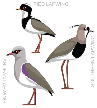 Cute Bird Southern Lapwing Set Cartoon Vector