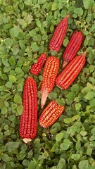Red corn cobs on a green foliage