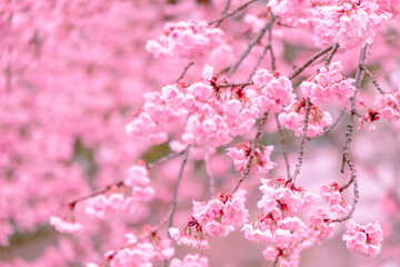Fototapeta na wymiar Soft pastel color,Beautiful cherry blossom (Sakura) blooming with fading into pastel pink sakura flower,full bloom a spring season in japan.