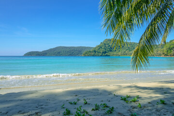 Fototapeta na wymiar Summer landscape with the palm tree on tropical beach beautiful sea view.