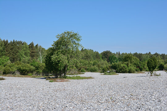 Feuersteinfelder auf der Insel R&uuml;gen,Ostsee,Mecklenburg-Vorpommern,Deutschland