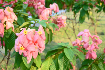 Obraz premium Mussaenda 'dona luz' in the garden