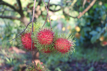Rambutan, fresh fruit, ripe fruit, sweet fruit, tropical fruit, Asia