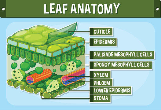 Internal structure of leaf diagram