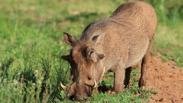 A warthog (Phacochoerus africanus) feeding in natural habitat, Mokala National Park, South Africa