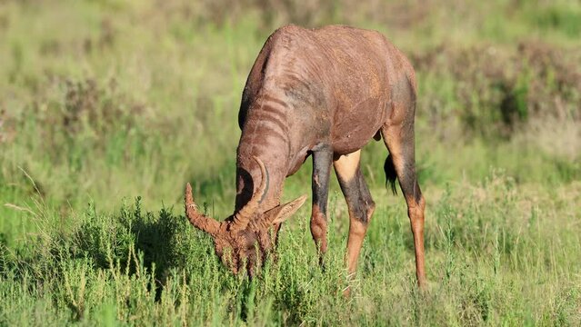 A tsessebe antelope (Damaliscus lunatus) feeding in natural habitat, Mokala National Park, South Africa