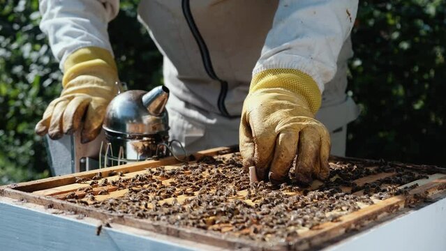 Varroa mite control. Varroa destructor. How to treat bees from varroa mite. The beekeeper treats the bees of the varroa mite. Diseases of bees and their treatment. Varroasis.