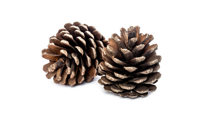 Pine cone on white background