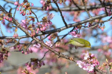 メジロと河津桜