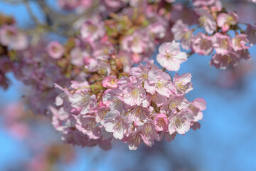 Fototapeta premium 河津桜