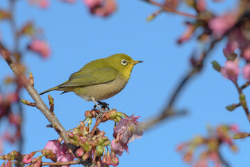 メジロと河津桜