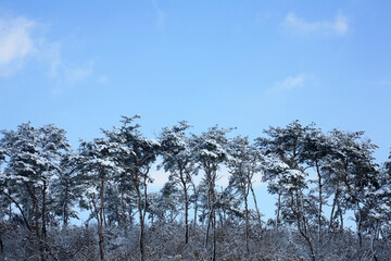 trees in snow