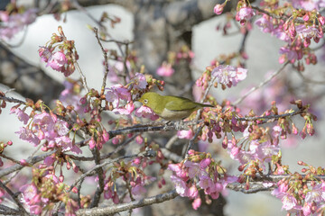 メジロと河津桜