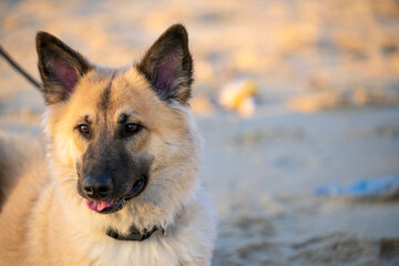 German shepherd dog portrait in a isolated background. german shepherd puppy portrait and looking...