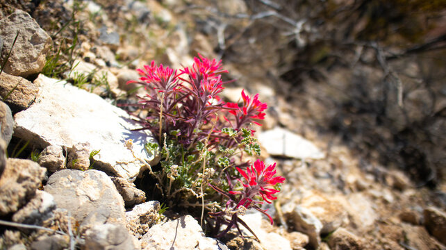 Desert Indian Paintbrush wildflower, red wildflower blooming in the Las Vegas desert