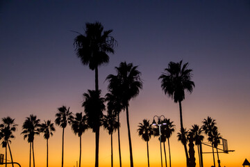 Obraz premium Palm Trees and Ocean Sunsets