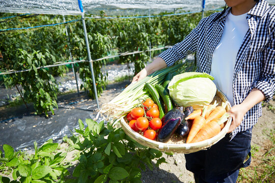 畑で野菜を盛ったカゴを持つ女性の手