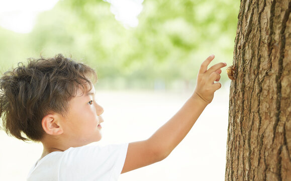 セミの抜け殻を採ろうとする男の子