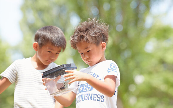 カブトムシが入った虫カゴの中を観る兄弟