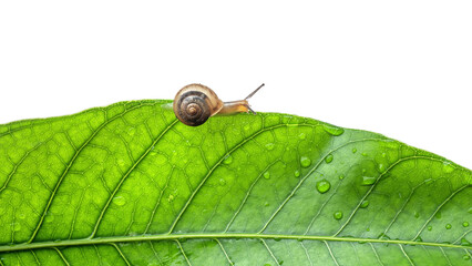 little snail on mango leaf with water drop isolated on white background
