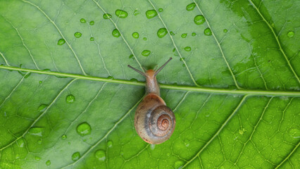 little snail on mango leaf with water drop isolated on white background