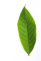 green leaf isolated on white background