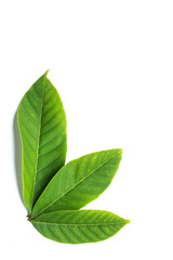 green leaves isolated on white background