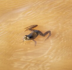 small black frog inside mud water