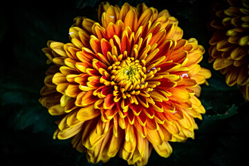 Obraz premium yellow chrysanthemum flower