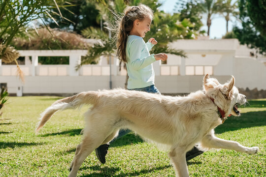 active happy funny toddler girl play with big dog Golden Retriever yard park outside. Child run sport dog training spend time friends