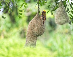 an yellow bird sitting on its nest on a tree