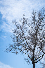 Fototapeta na wymiar bird's nest among tree branches. blue sky.